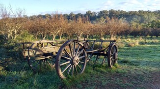 Old wagon at Petty's Orchard